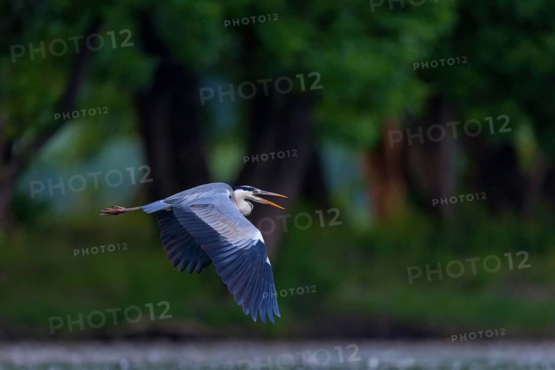 Grey grey heron (Ardea cinerea), Foraging, Boat Trip, Tiszaalpár, Kiskunsági National Park, Bács-Kiskun, Hungary
