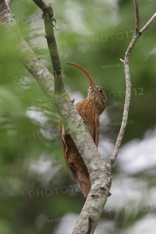 Red-billed Scythebill (Campylorhamphus trochilirostris) perched on a branch in Bolivia, South America