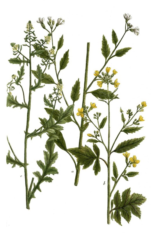 Botany, plants, a. sinapi agreste, b. sinapi apii folio sive album, c. sinapi sativum, mustard