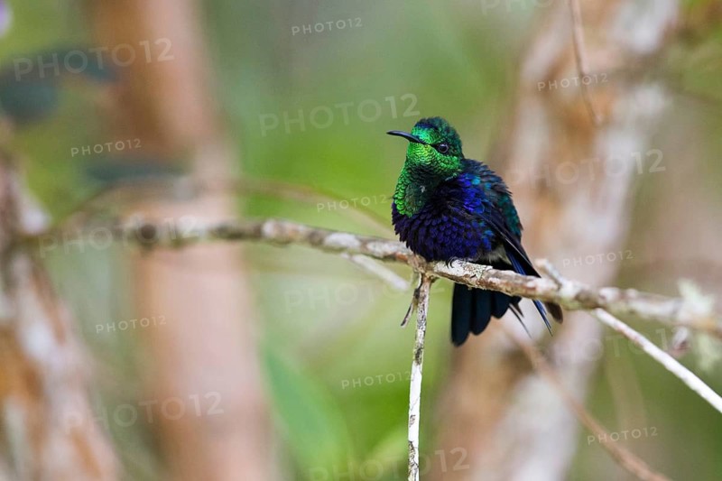 Crowned Woodnymph (Thalurania colombica subtropicalis) perched on a branch, Antioquia, Colombia