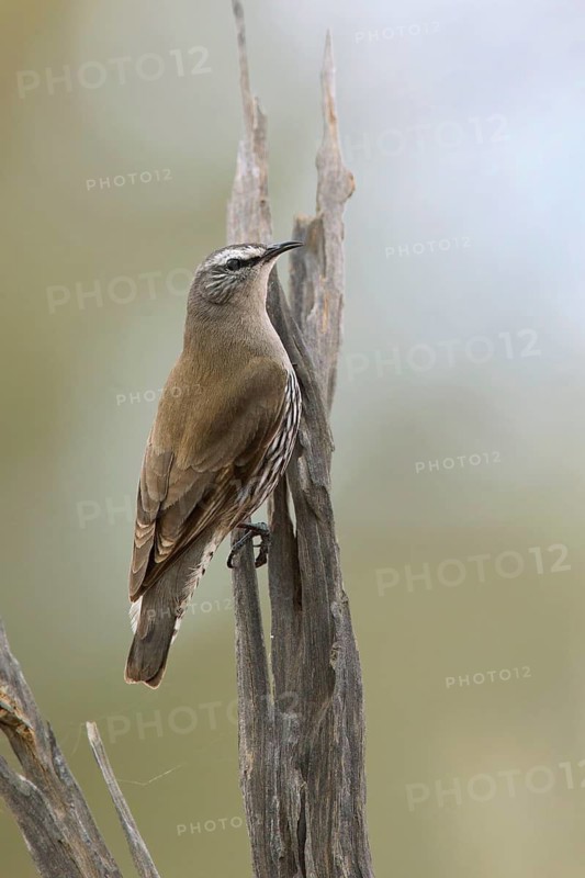 White-browed Treecreeper (Climacteris affinis) male, South Australia, Australia