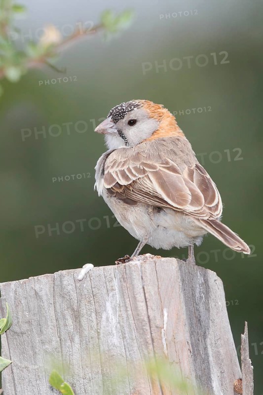 Schuppenkopfweber (Sporopipes frontalis) perched on a stump, Masai Mara, Kenya