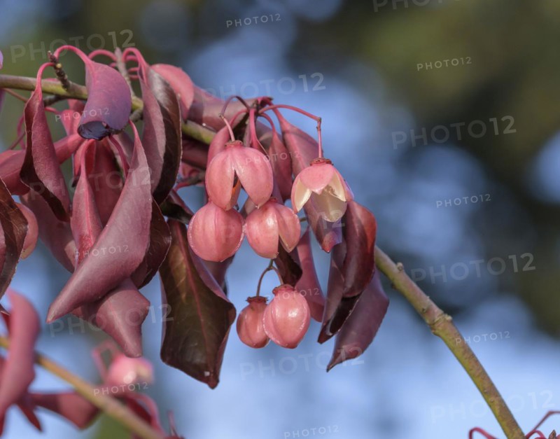 Spindle bush (Euonymus grandiflorus 'Red Wine'), Artmeyer Pflanzenforum, Hörstel, North Rhine-Westphalia, Germany