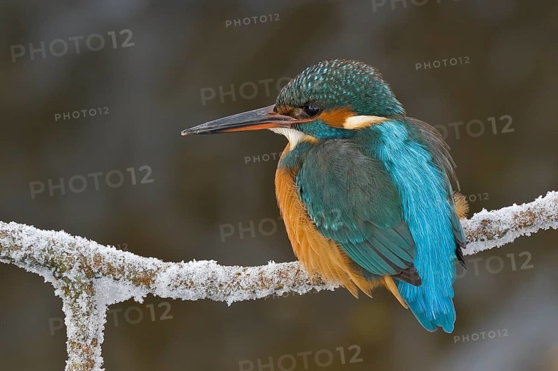 Common Kingfisher (Alcedo atthis) female, Bavaria, Germany