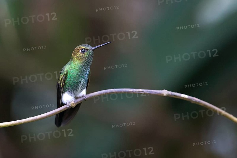 Greenish Puffleg (Haplophaedia aureliae caucensis) perched on a branch, Andes Mountains, Colombia