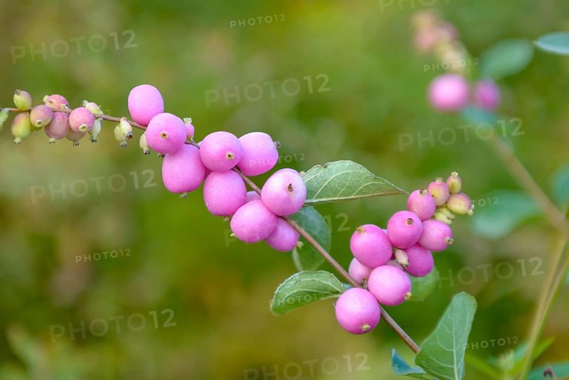 Garden snowberry (Symphoricarpos × doorenbosii 'Amethyst'), BS Sämann, Germany