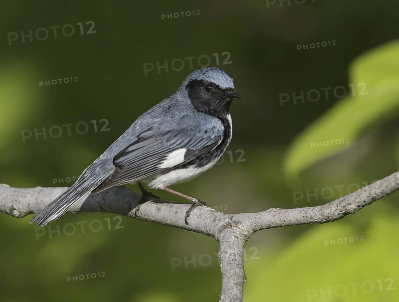 Black-throated Blue Warbler (Setophaga caerulescens) male, Maine, USA