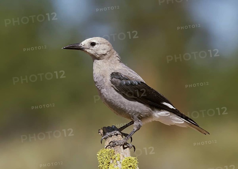 Clark's Nutcracker (Nucigraga columbiana), Lake County Oregon