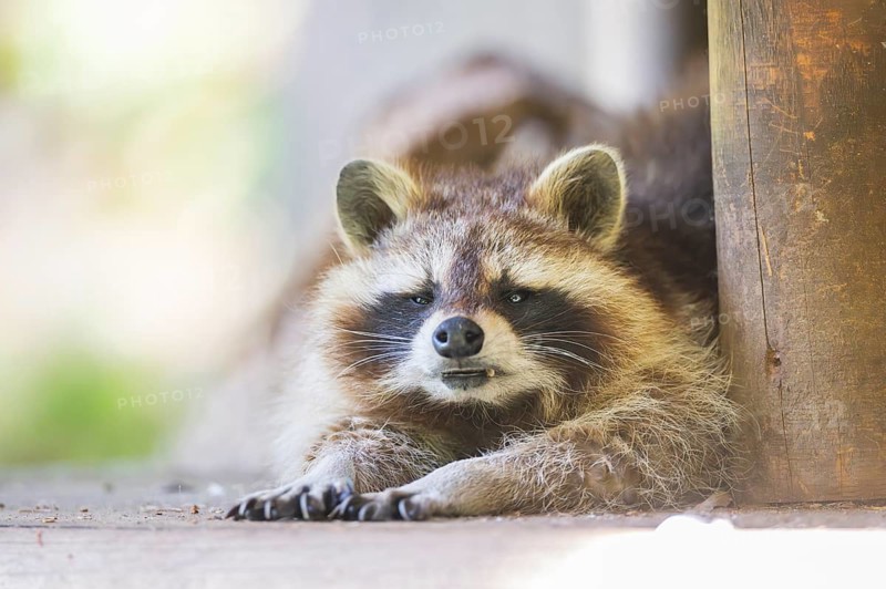 Common raccoon (Procyon lotor) lying on the ground, Bavaria, Germany