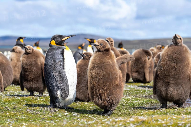 King penguin (Aptenodytes patagonicus), adult bird between young in brown down plumage, colony on grass, Volunteer Point, East Falkland, Falkland Islands