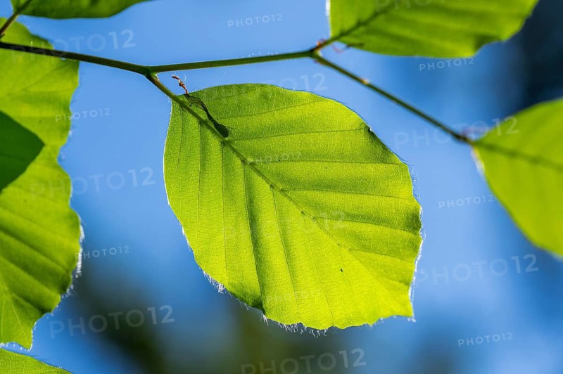 European beech (Fagus sylvatica) leafes against the blue sky in early summer near Regensburg, Upper Palatinate, Bavaria, Germany