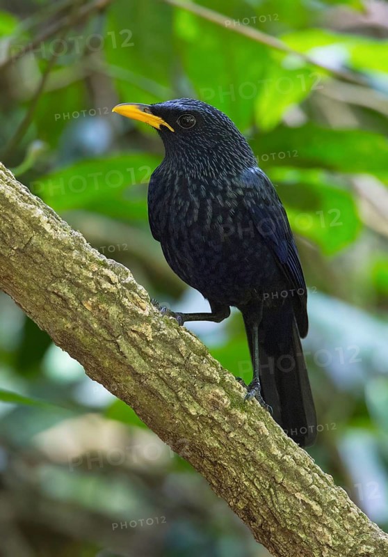 Blue Whistling Thrush (Myophonus caeruleus), Thailand