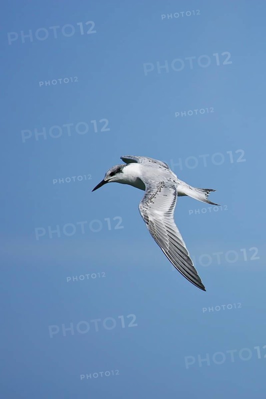 Sandwich Tern (Thalasseus sandvicensis) juvenile flying, Mecklenburg-Western Pomerania