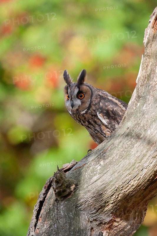Long eared owl (Asio otus) adult bird on a tree branch, England, United Kingdom