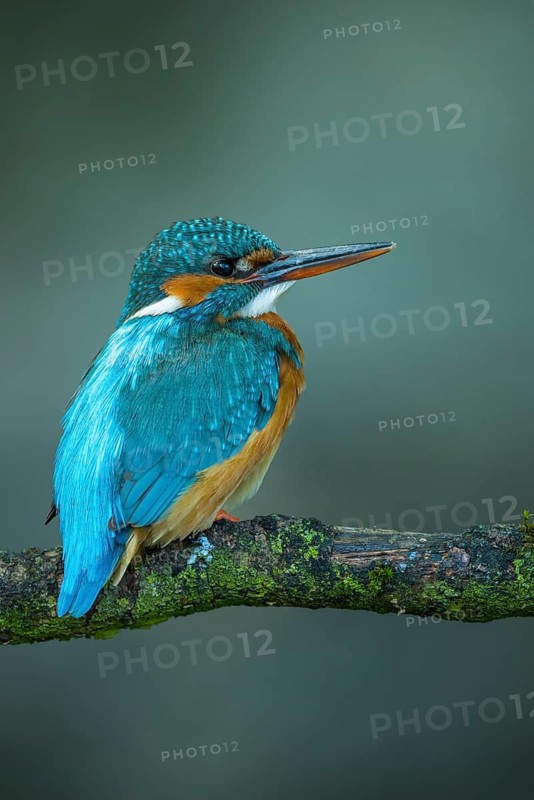 Common Kingfisher (Alcedo atthis) female perched on a branch, Lower Saxony, Germany