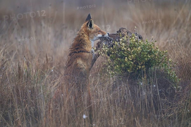 A solitary fox sits alert in a field, resting its chin on a moss covered rock surrounded by wild grasses waiting to hunt