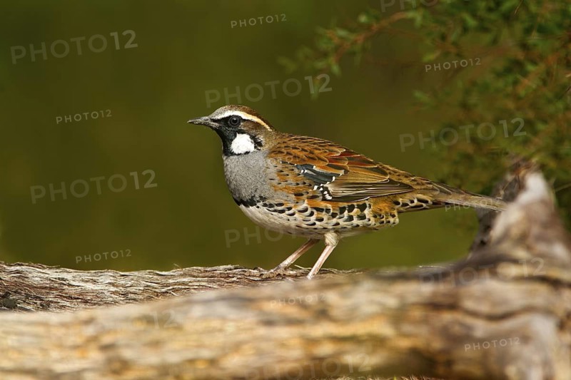 Spotted Quail-thrush (Cinclosoma punctatum) male, New South Wales, Australia