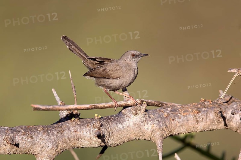 Grey Wren-Warbler (Calamonastes simplex), Ethiopia