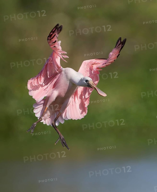 Roseate Spoonbill (Platalea ajaja) flying, Florida, USA