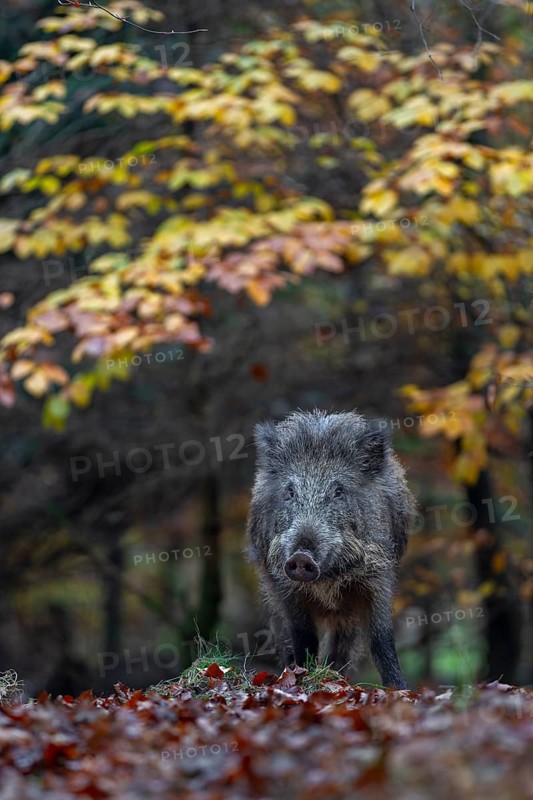 Wild boar (Sus scrofa) in autumn forest, autumn, autumn colours, Germany