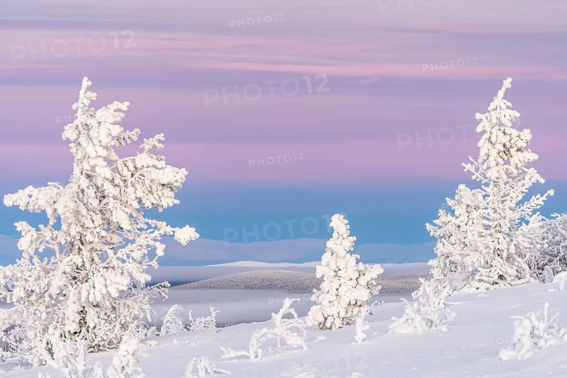 Snowy spruce trees at dawn, Norrbotten, Lapland, Sweden, November 2020