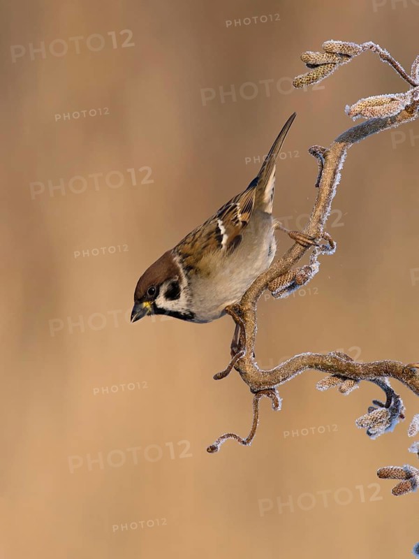 Eurasian Tree Sparrow (Passer montanus), Utrecht, Netherlands