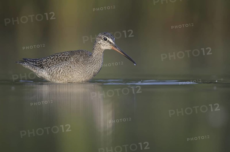 Spotted Redshank (Tringa erythropus), Thuringia, Germany