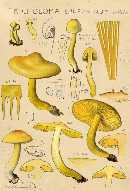 Mushroom, Mushrooms, Common Sulphur Knight, Tricholoma sulphureum, authentic reproduction of an illustration by Hans Walty (1868-1948) from about 1915, historical