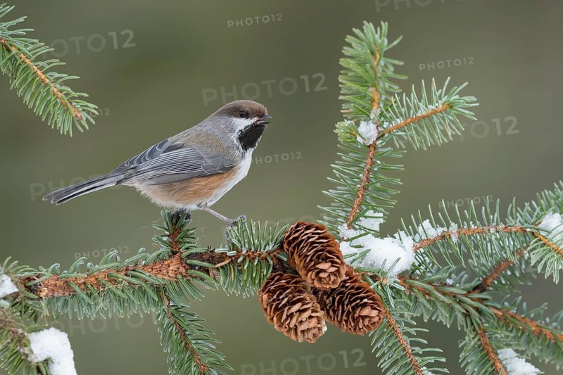Boreal Chickadee (Poecile hudsonicus) perched on a branch, British Columbia, Canada