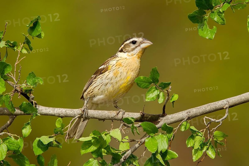 Black-headed Grosbeak Pheucticus melanocephalus Madera Canyon, Santa Cruz County, Arizona, United States 14 May Second year Female Fringillidae