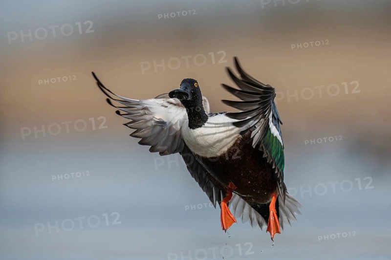 Northern Shoveler (Spatula clypeata) male flying, Schleswig-Holstein, Germany