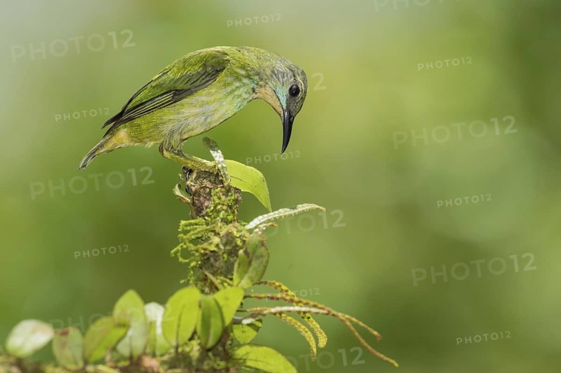 Shining Honeycreeper (Cyanerpes lucidus) female, Costa Rica