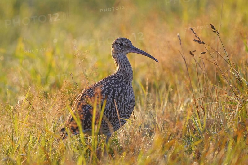 Eurasian Curlew (Numenius arquata) juvenile, North Rhine-Westpalia, Germany