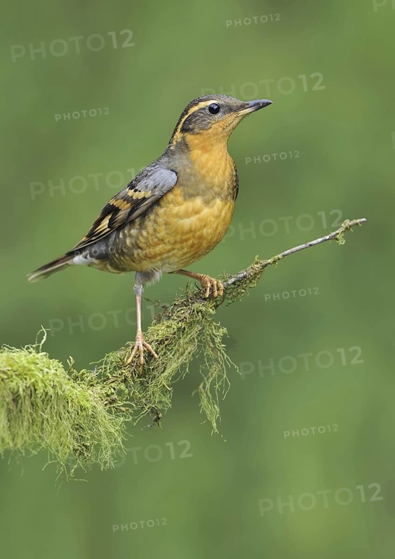 Varied Thrush (Ixoreus naevius), British Columbia, Canada