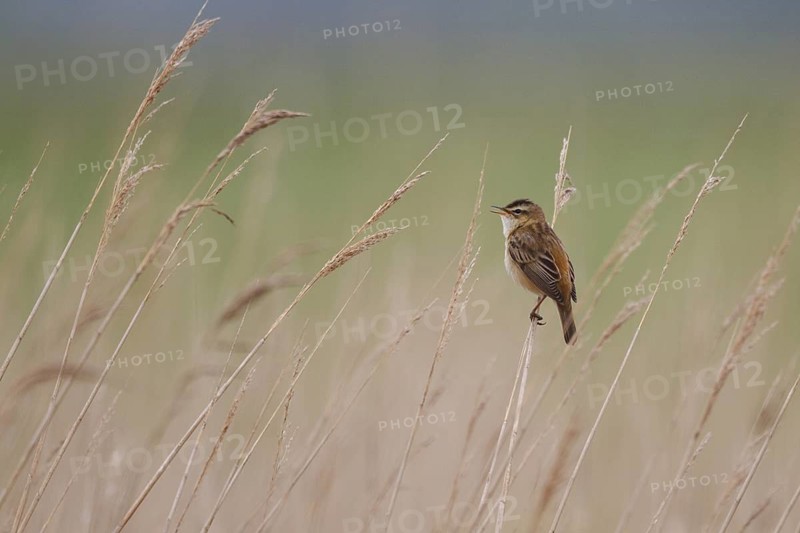 Sedge Warbler (Acrocephalus schoenobaenus) singing, Netherlands