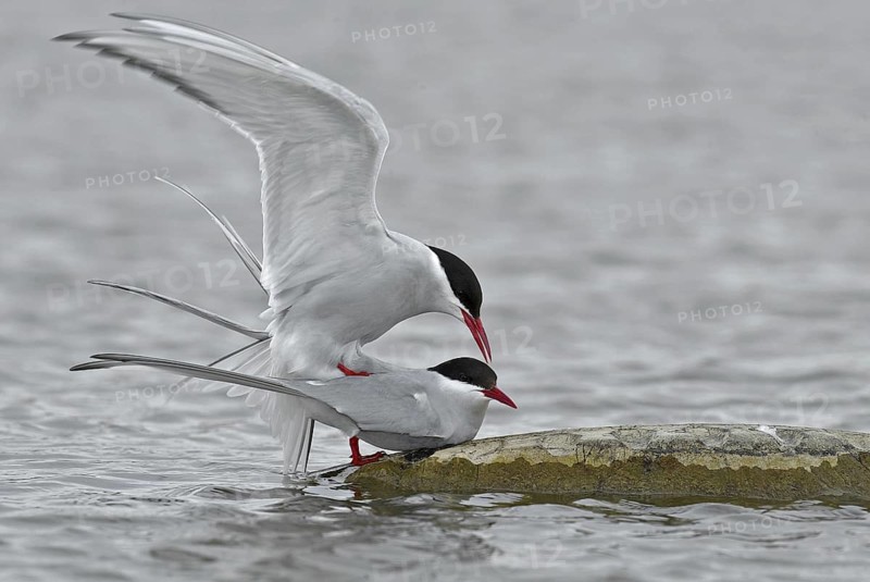 Arctic Tern (Sterna paradisaea), Manitoba, Canada