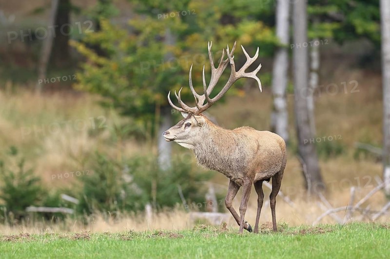 Red deer (Cervus elaphus) during the rutting season, capital stag in a forest clearing, wildlife, autumn, Sauerland, North Rhine-Westphalia, Germany