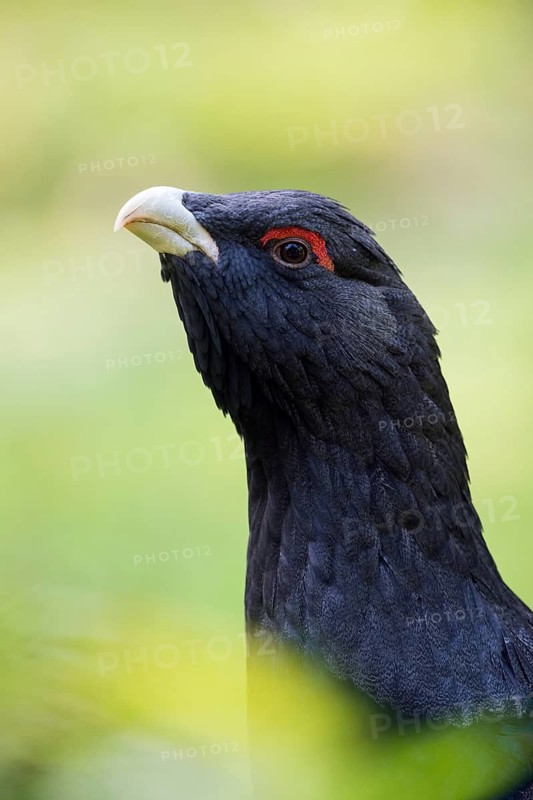 Western Capercaillie (Tetrao urogallus) male, Bavaria, Germany