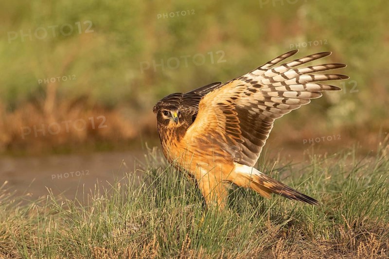 Northern Harrier (Circus hudsonius) at a waterhole, Texas, USA