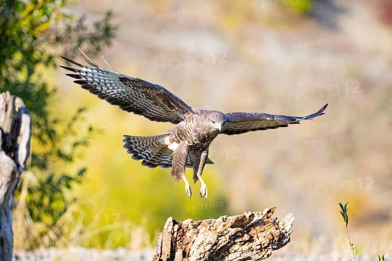 Common Buzzard (Buteo buteo) Germany