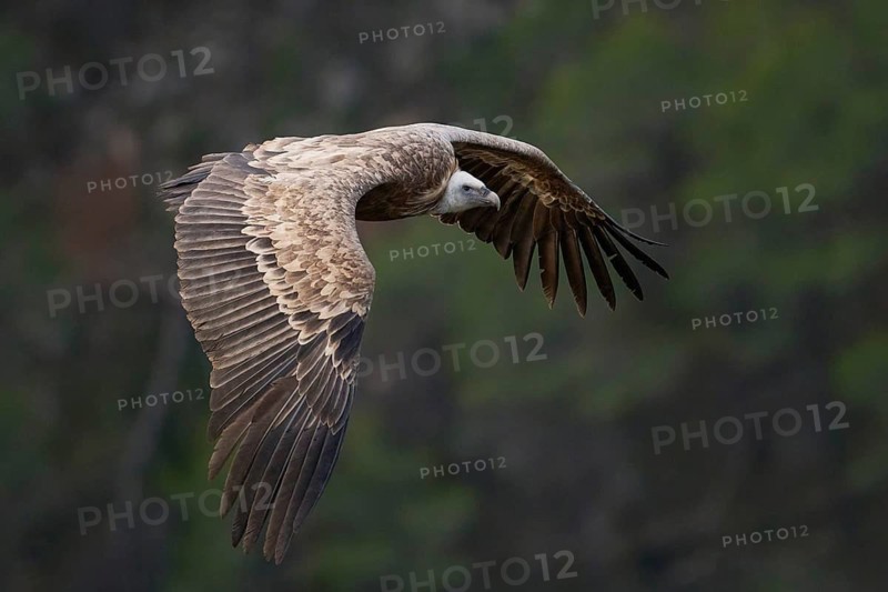 A majestic Griffon Vulture soars through the skies of Alicante, Spain, displaying its impressive wingspan against a lush green backdrop A fascinating wildlife spectacle