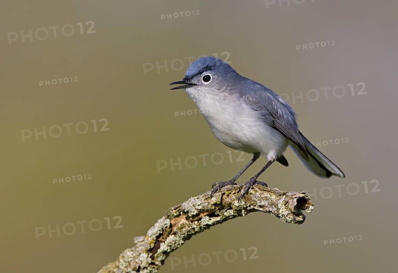 Blue-gray Gnatcatcher