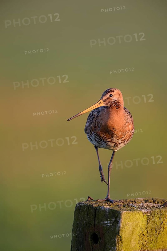 Uferschnepfe (Limosa limosa), Black-tailed Godwit, Altvogel auf Sitzwarte, im Morgenlicht, Mai, Nijkerk, Gelderland, Niederlande