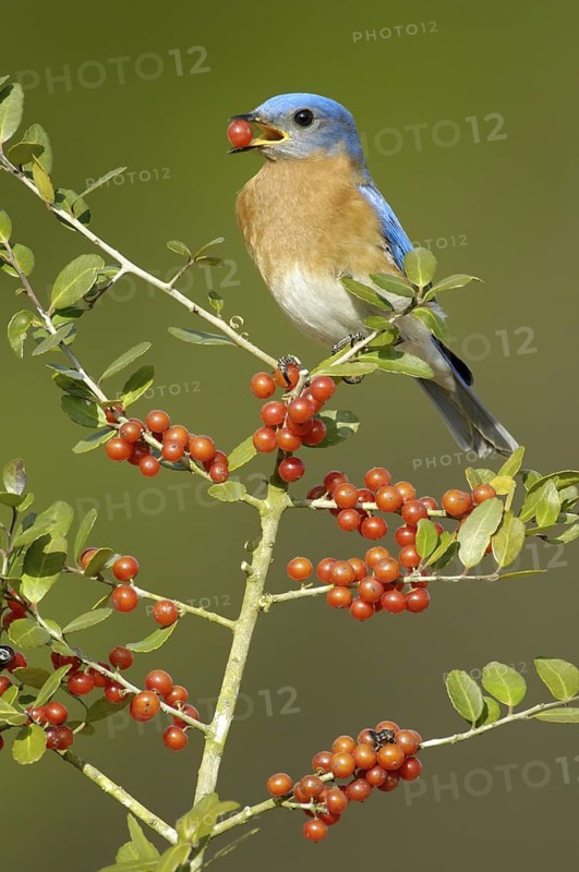 Eastern Bluebird (Sialia sialis), Texas, USA