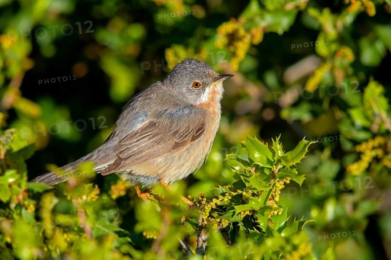 White-bearded warbler, warbler, (Sylvia cantillans), perch, biotope, bearded warbler, songbird, warbler family, perch, Lesvos Island, Greece