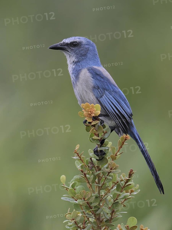 Florida Scrub Jay (Aphelocoma coerulescens), Florida, USA