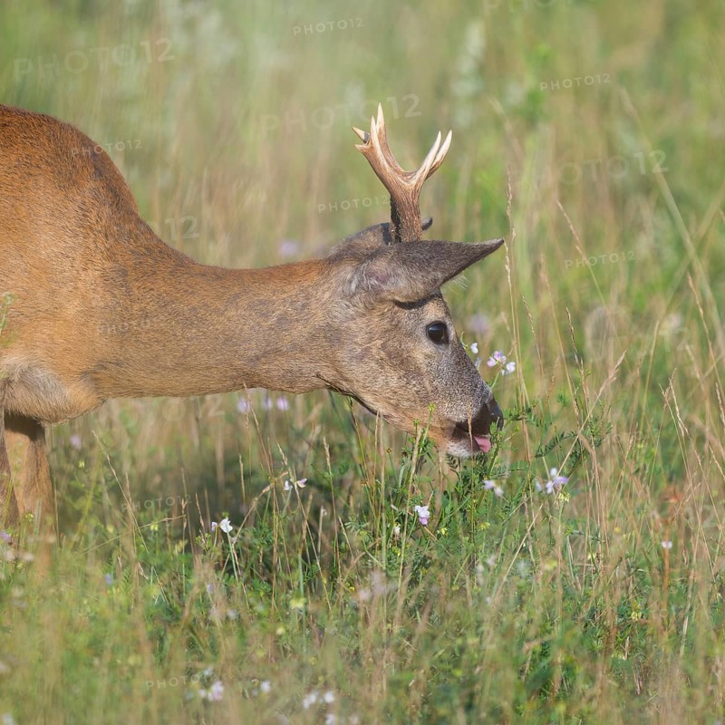 Roe deer (Capreolus capreolus), roebuck standing in a meadow and eating clover, wildlife, Thuringia, Germany