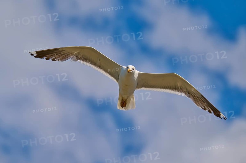 A gull flies majestically against a slightly cloudy blue sky, Great Black-backed Gull (Larus marinus), Seahouses, Inner Farne, Farne Islands, Northumberland, England, Great Britain