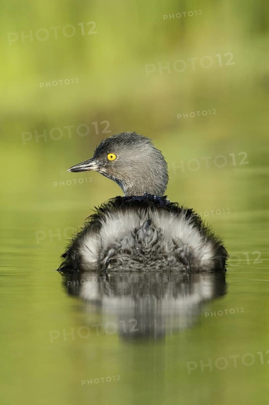Least Grebe (Tachybaptus dominicus), Texas, USA