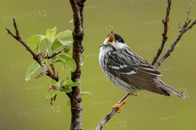 Blackpoll Warbler (Dendroica striata) perched on a branch in Nome, Alaska